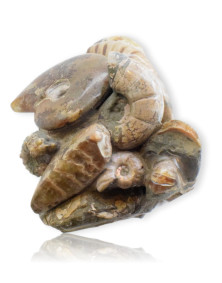 Bloc d' Ammonites