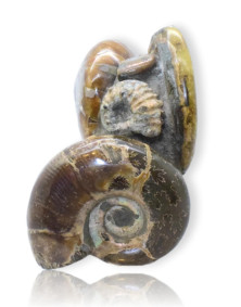 Bloc d' Ammonites